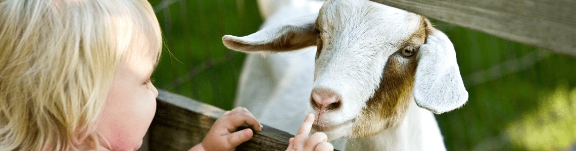 goat