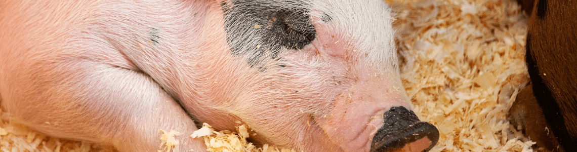 Livestock Shows Image
