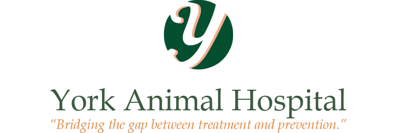 York Animal Hospital Logo