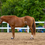2024-08-Erie-County-Fair-199