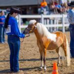 2024-08-Erie-County-Fair-380